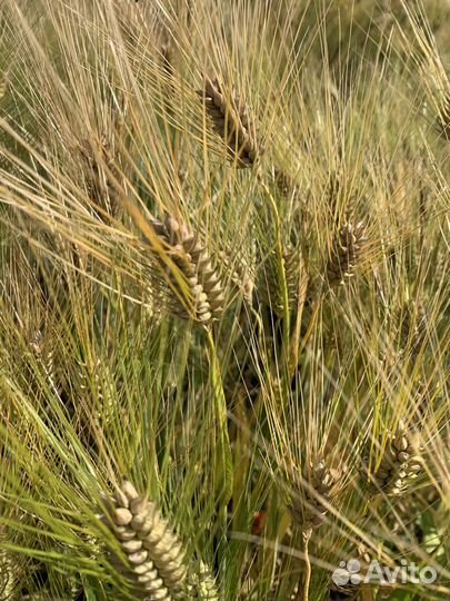 Семена озимого ячменя -Каррера,Версаль, эс. гост