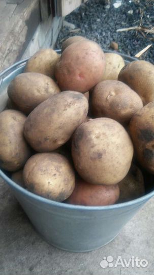 Продам картофель