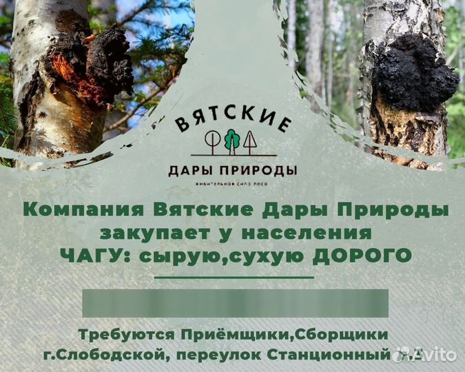 Березовый гриб чага