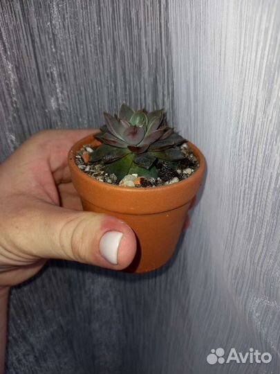 Суккулент в горшке