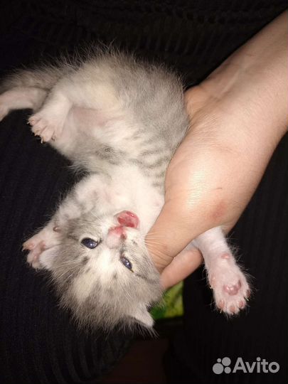 Вислоухие котята