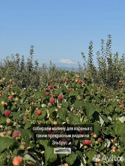 Малиновое варенье нaтурaльнoе