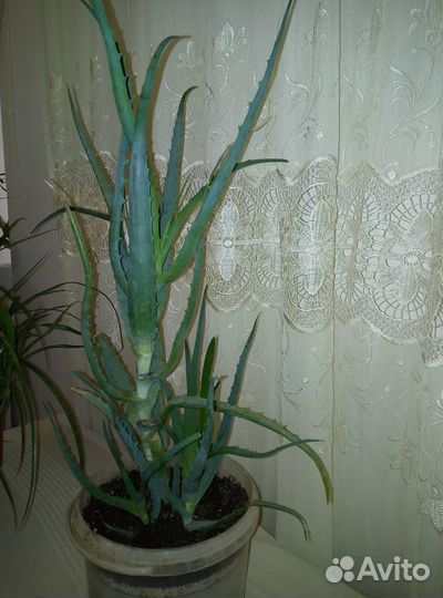 Алоэ столетник