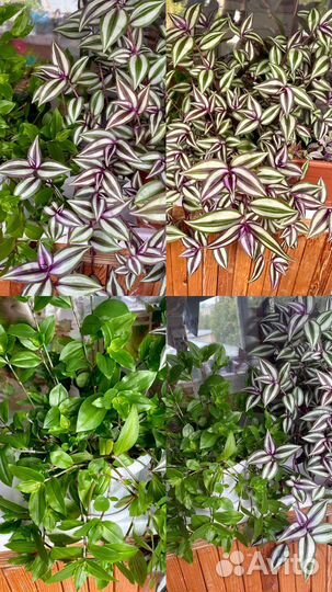 Традесканции каллизии сеткриазии