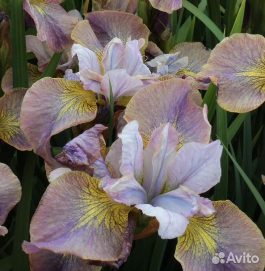 Ирис сибирский Unbuttoned Zippers Саженцы, Рассада