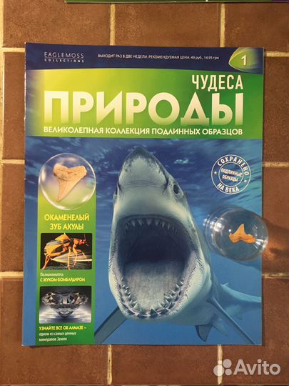 Насекомые в акриле сферы Жук -Усач и зуб акулы