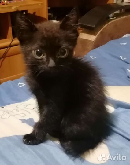 Кошки в добрые руки бесплатно