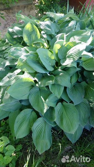 Хосты 5 видов, папоротник, кампсис на посадку