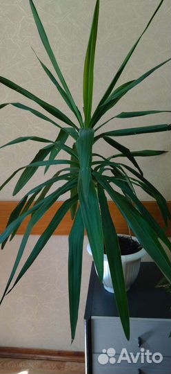 Растения для офиса, дома