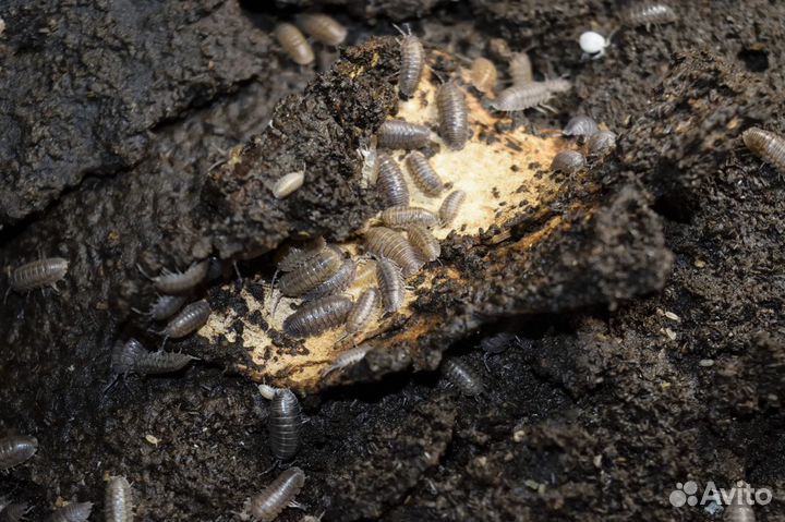 Мокрицы armadillidium nasatum