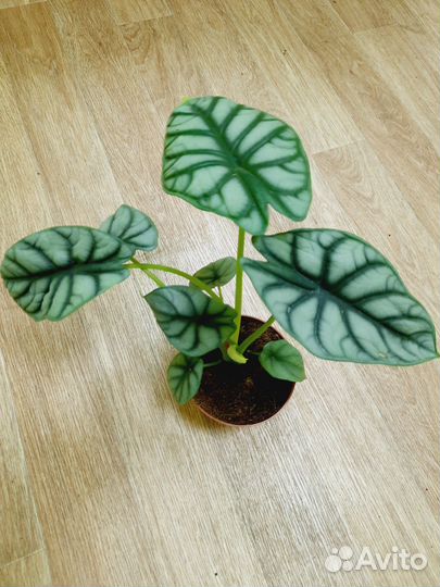 Алоказия Сильвер Драгон