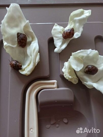 Улитки ахатины