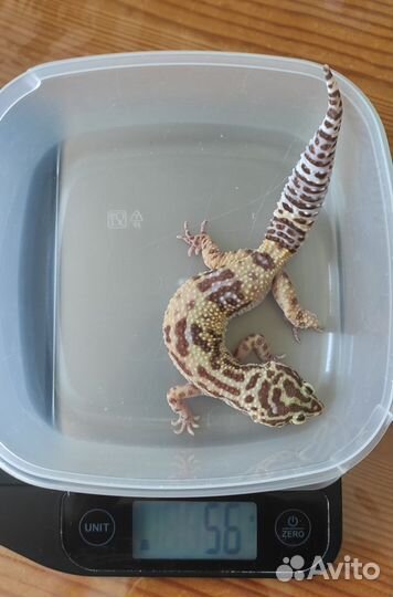 Продаются самки эублефара