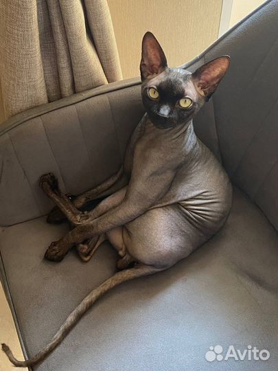 Канадский сфинкс вязка