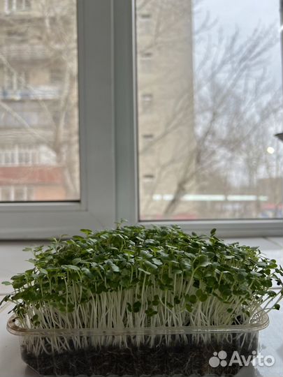 Свежая микрозелень