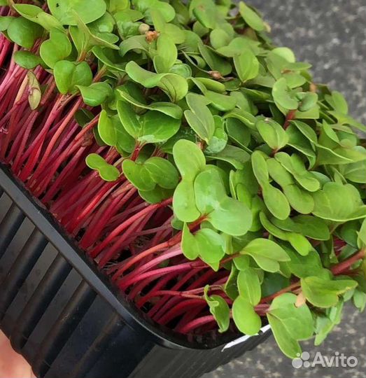 Микрозелень