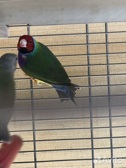 Амадины гульда