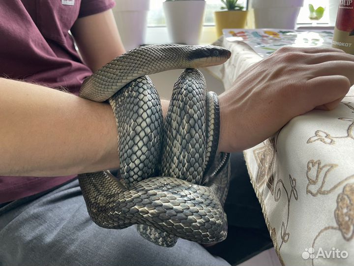 Тонкохвостый полоз Blue Beauty