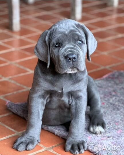 Итальянский кане корсо черная девочка и мальчик