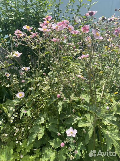 Анемона японская розовая