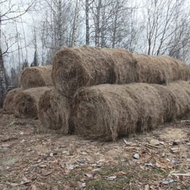 Продам сено в рулонах