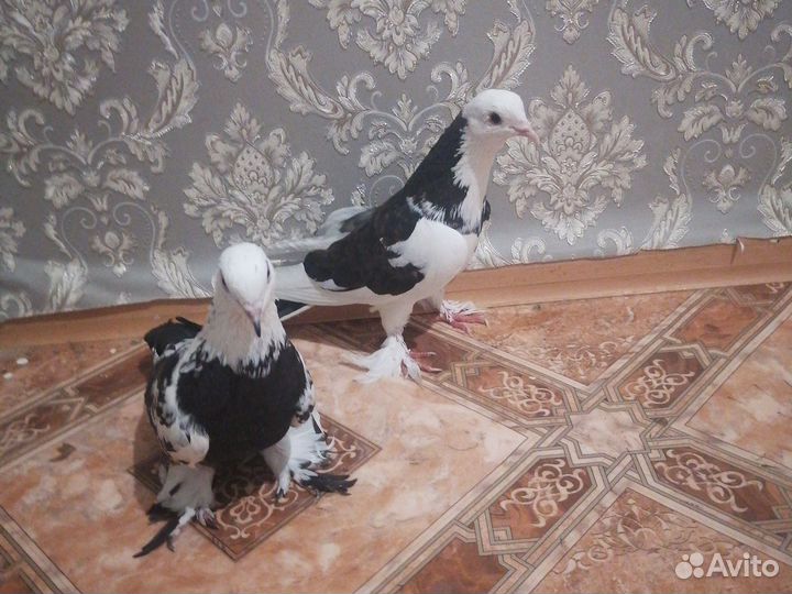 Продажа голубей
