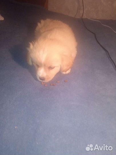 Собака в добрые руки щенок