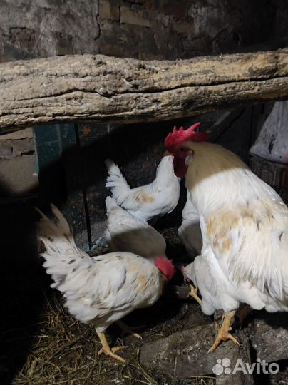 Петухи