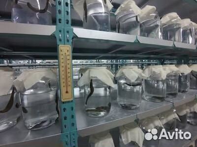 Пиявки Лечебные / медицинские /аптечные сертификат