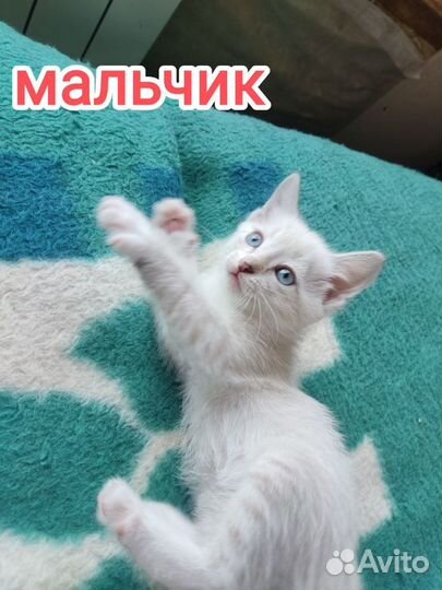 Котята 2 мальчика и девочка