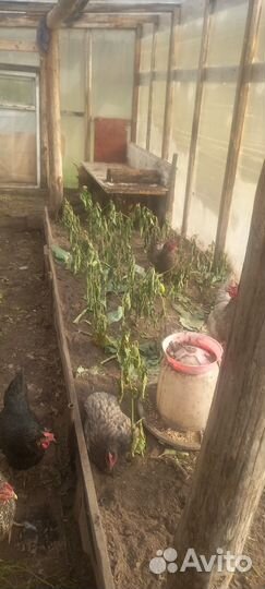 Куры несушки продам