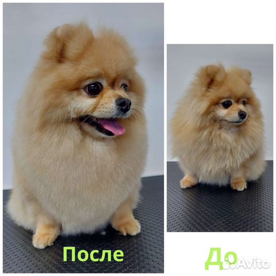 Стрижка собак, и кошек,груминг