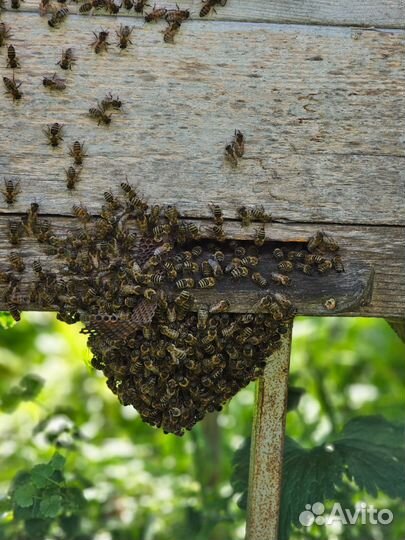Пчелы в ульях