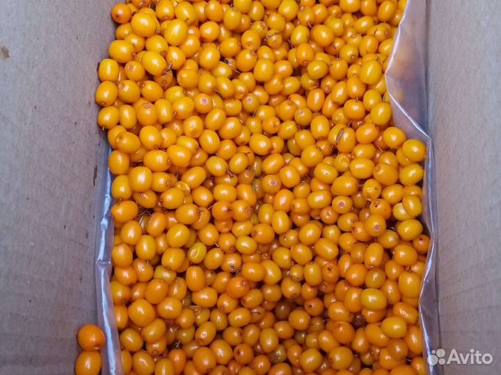 Саженец облепихи (девочка)