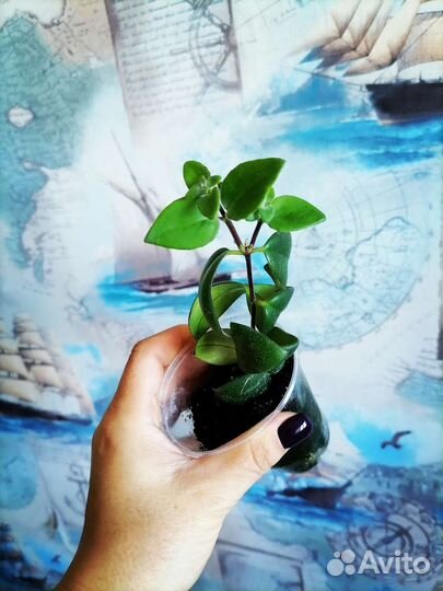 Комнатные растения