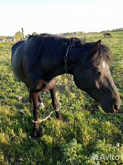 Кобыла жеребая