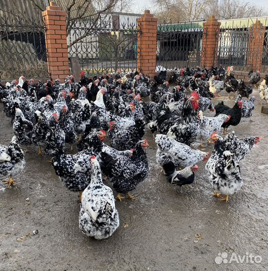 Яйцо инкубационное - Куры ливенской породы