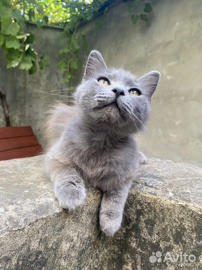 Кот молодой, воспитанный, с хорошим характером