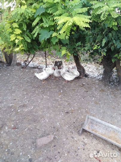 Мясо утки мулард