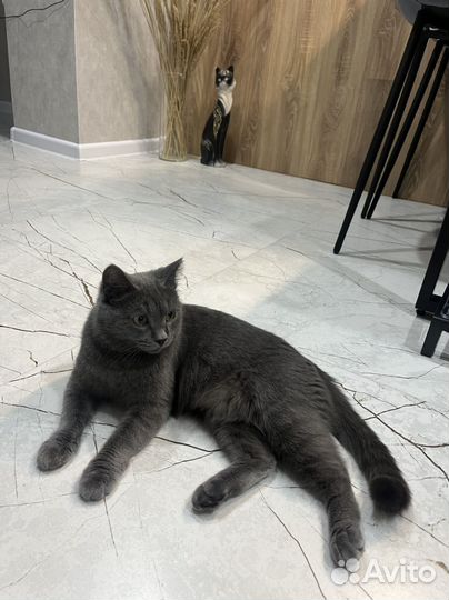 Кошка британская