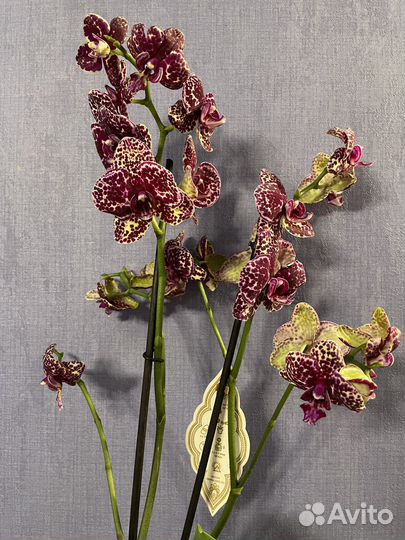 Орхидея фаленопсис Дикий кот