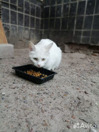 Кошечка в добрые руки