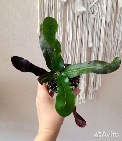 Комнатные растения Кротон Ред батик