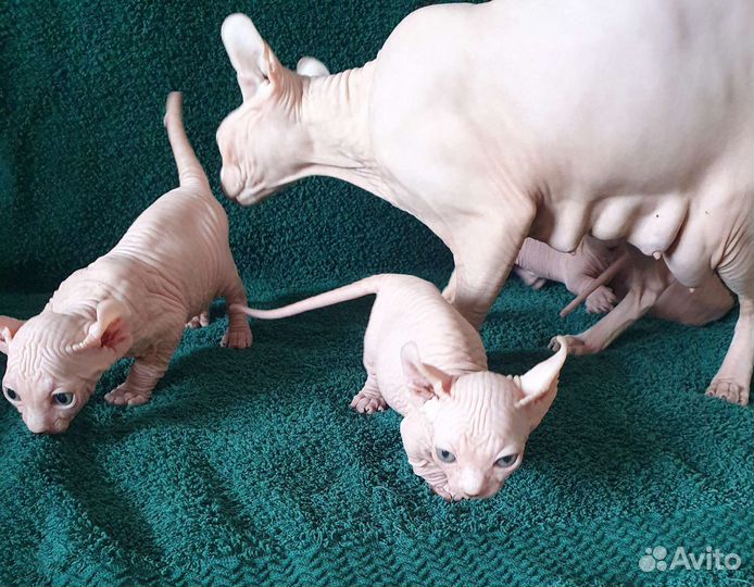 Канадский сфинкс эльф