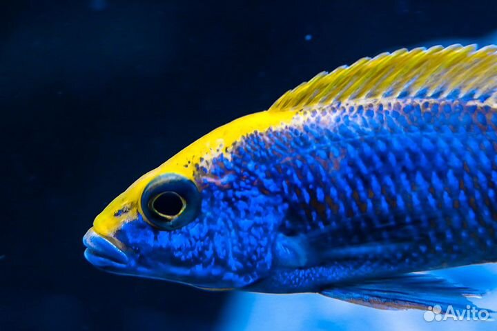 Африканские цихлиды в ассортименте