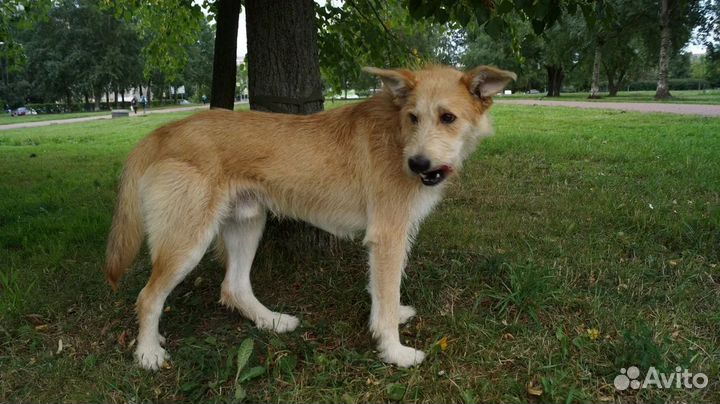 Барни ищет дом