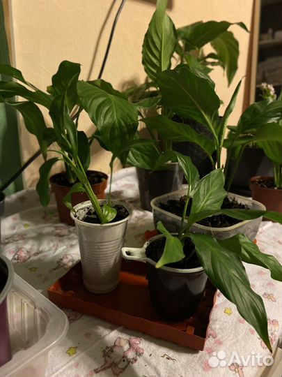 Спатифиллум