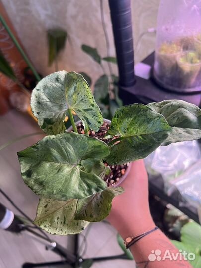 Сингониум серый призрак