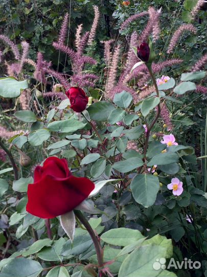 Декоративные злаки