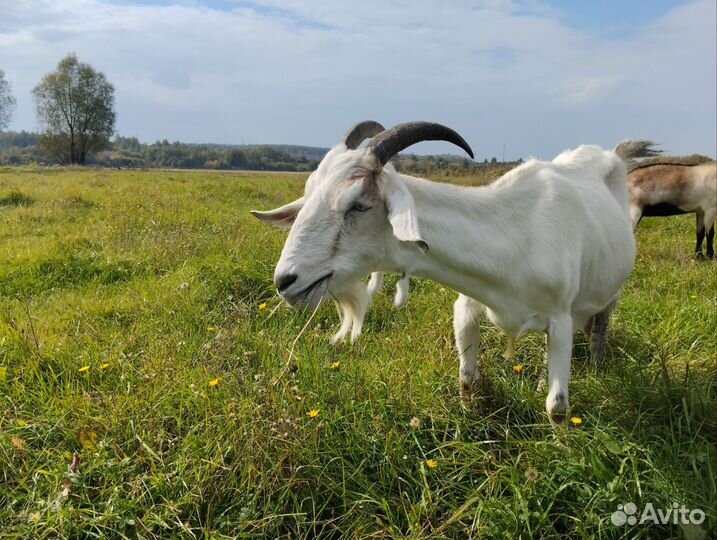 Коза дойная